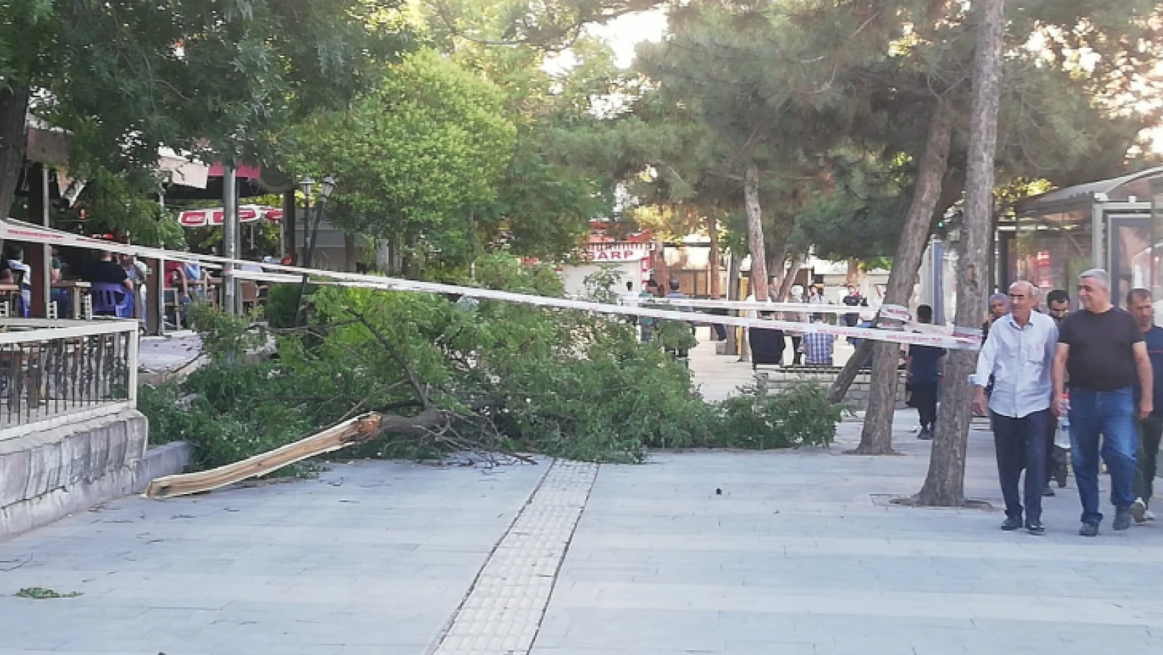 Fırtına Gazi Caddesinde ağacı devirdi: 1 yaralı