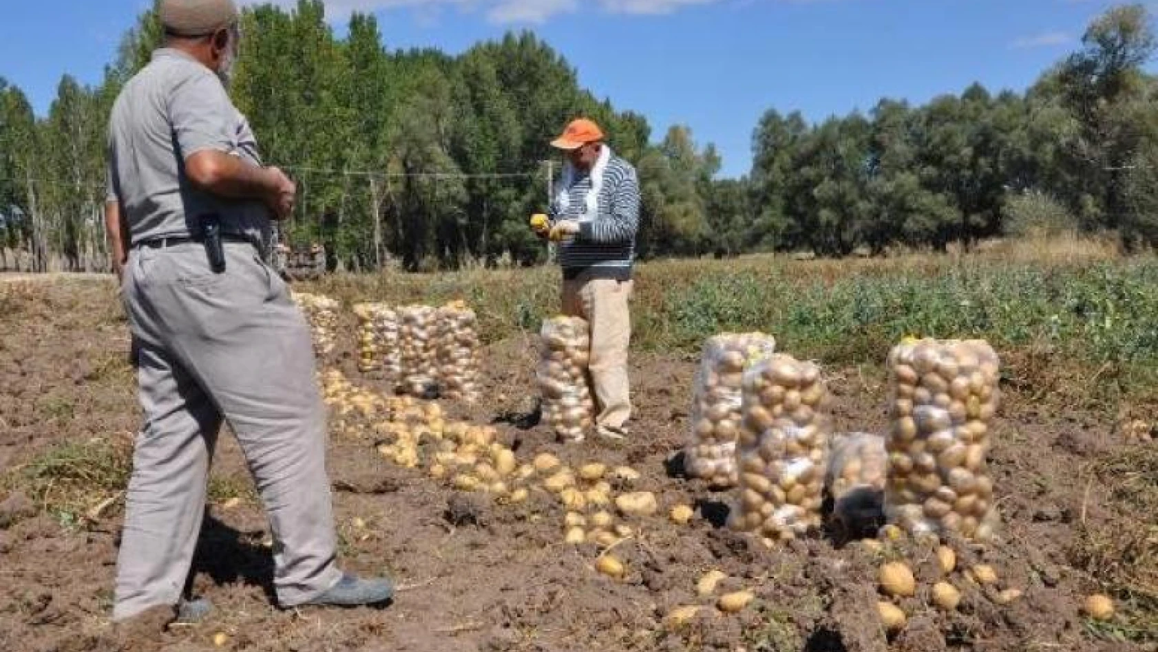 TZOB'dan 'Patates Tüketelim' Çağrısı