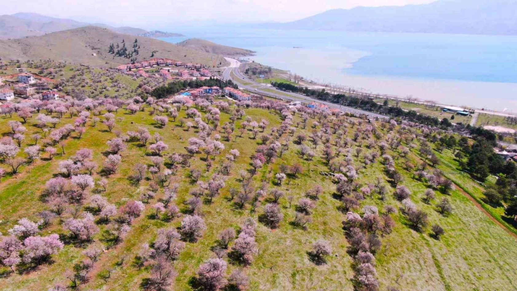 Hazar Gölü kıyısında badem ağaçları çiçek açtı, eşsiz manzara havadan görüntülendi