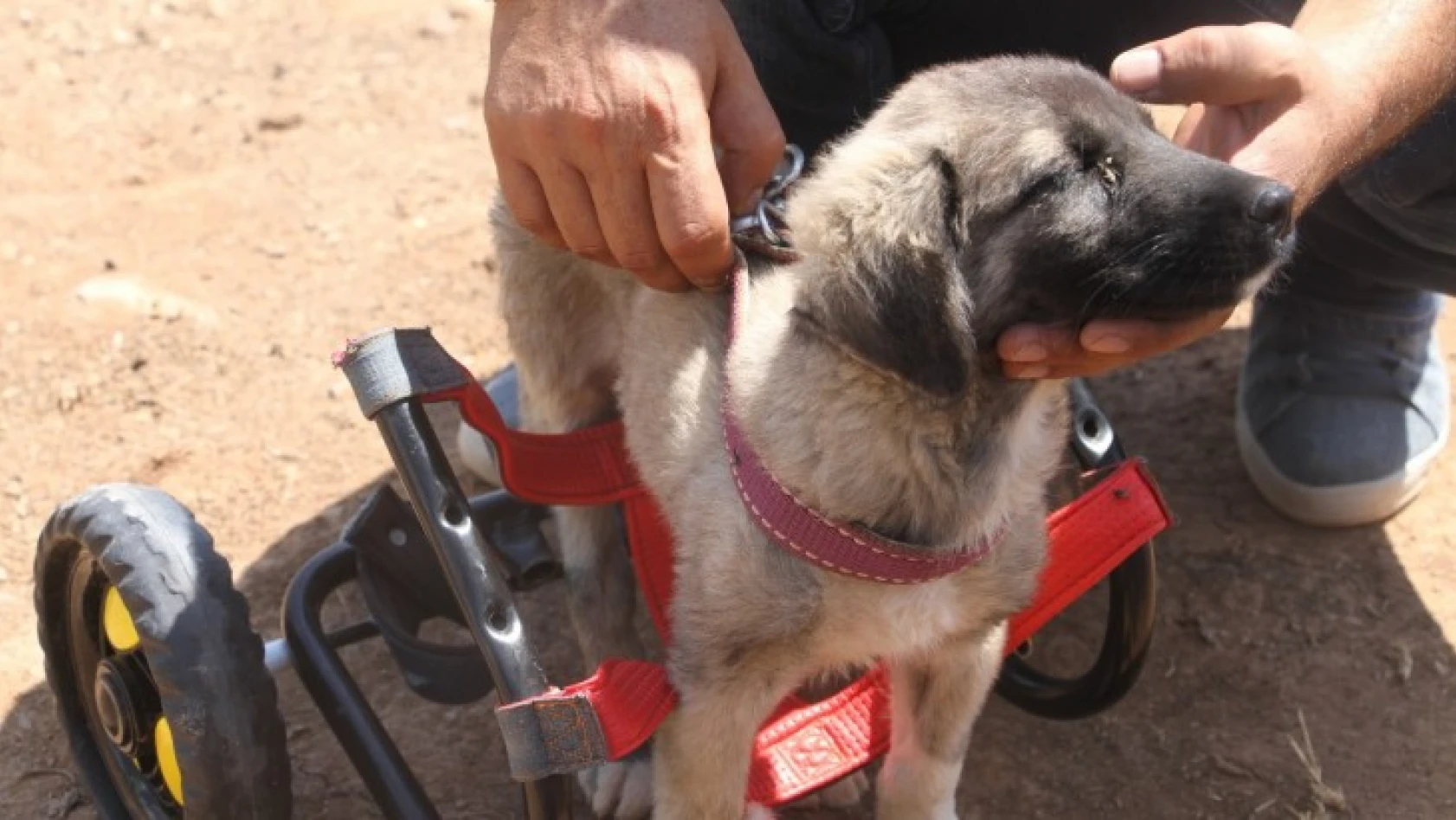 İnsanlık ölmemiş dedirten davranış: Patileri ezilen köpeği yürüteç ile ayağa kaldırdı