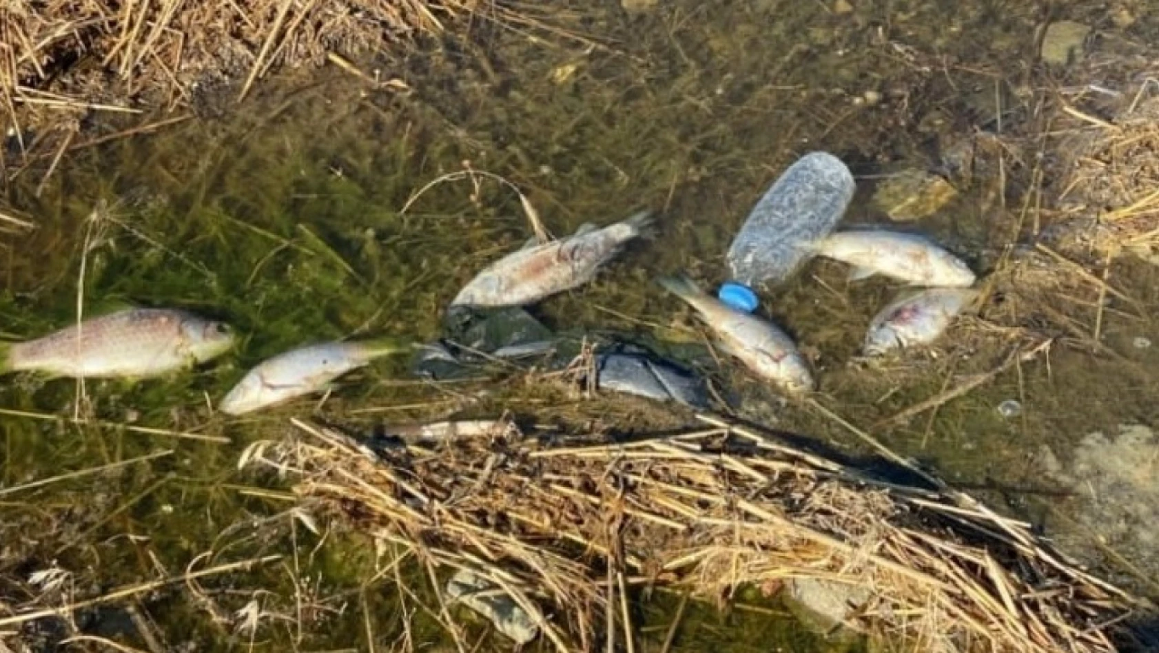 Kaya Karakaya Barajı'nda ölen balıklar kıyıya vurdu
