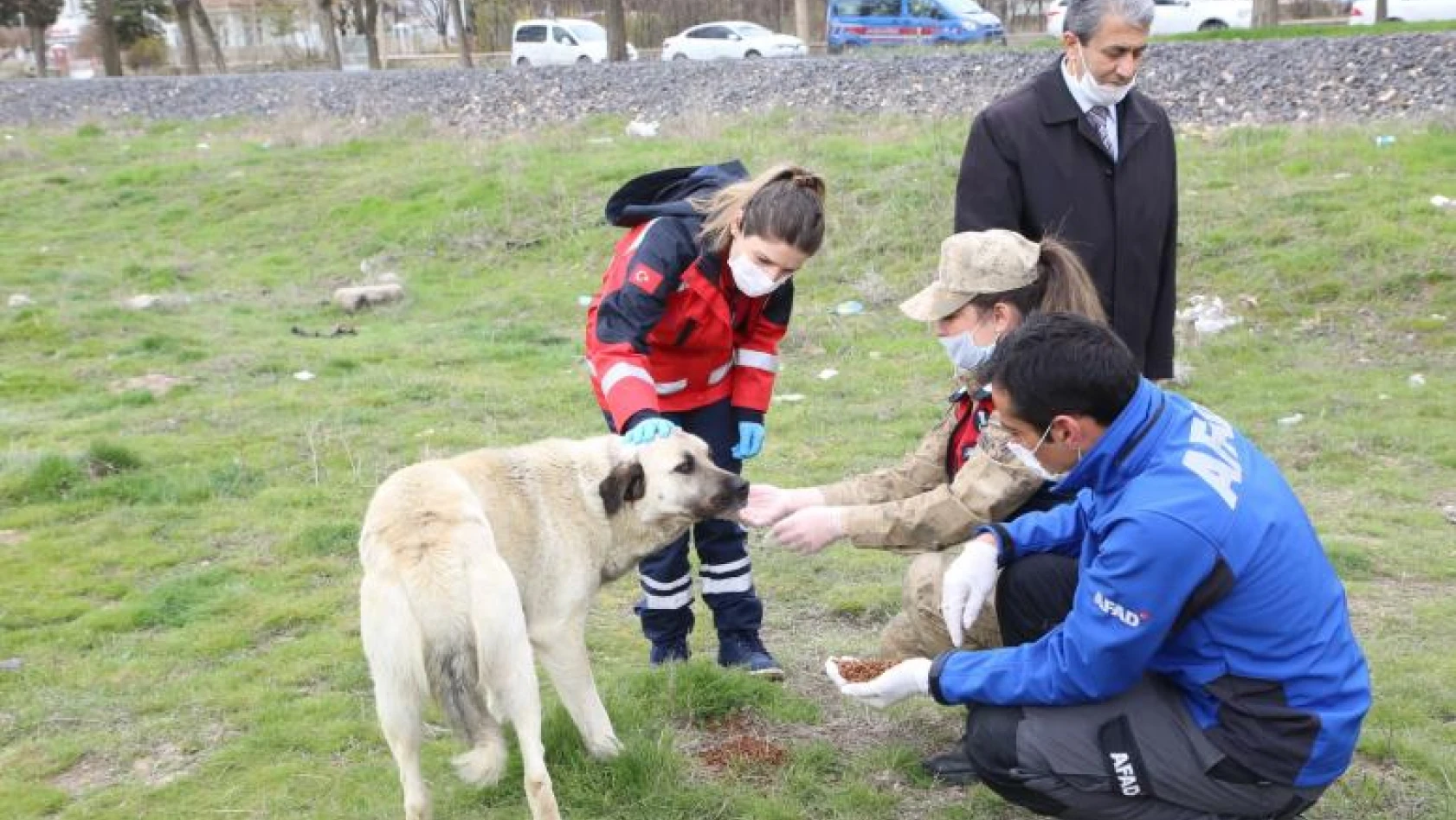 Elazığ Belediyesi Sokak Hayvanları İçin Park Ve Bahçelere Mama Bırakıyor