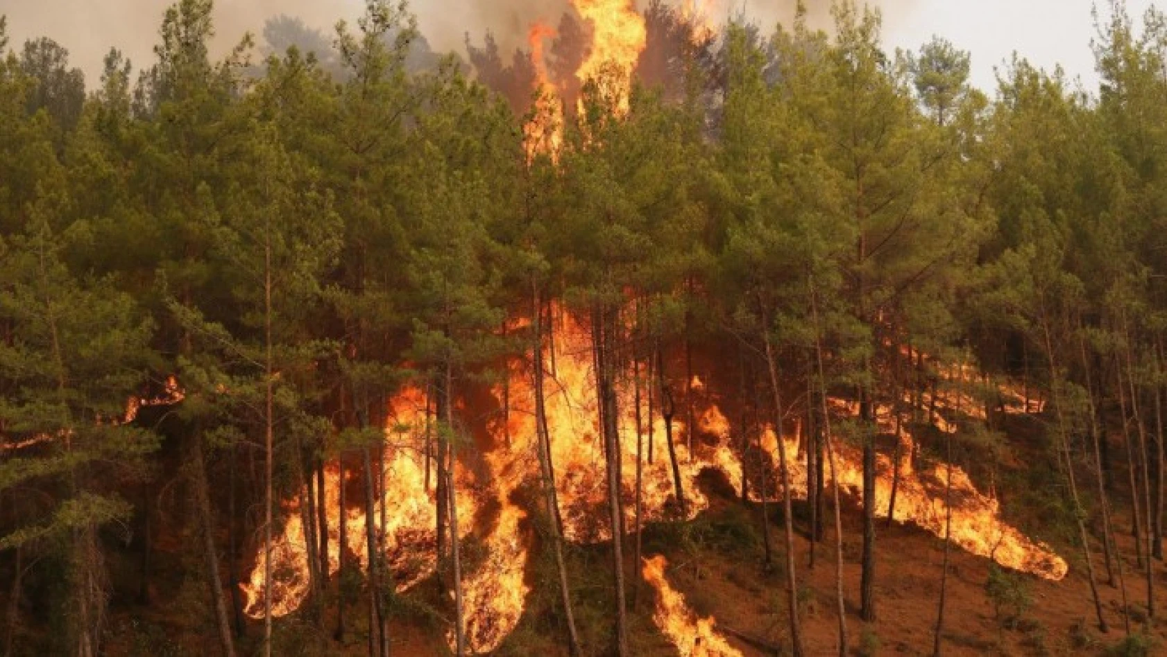 Manavgat'ta yanan 60 bin hektar ormanlık alanda 1 milyar TL'lik zarar oluştu
