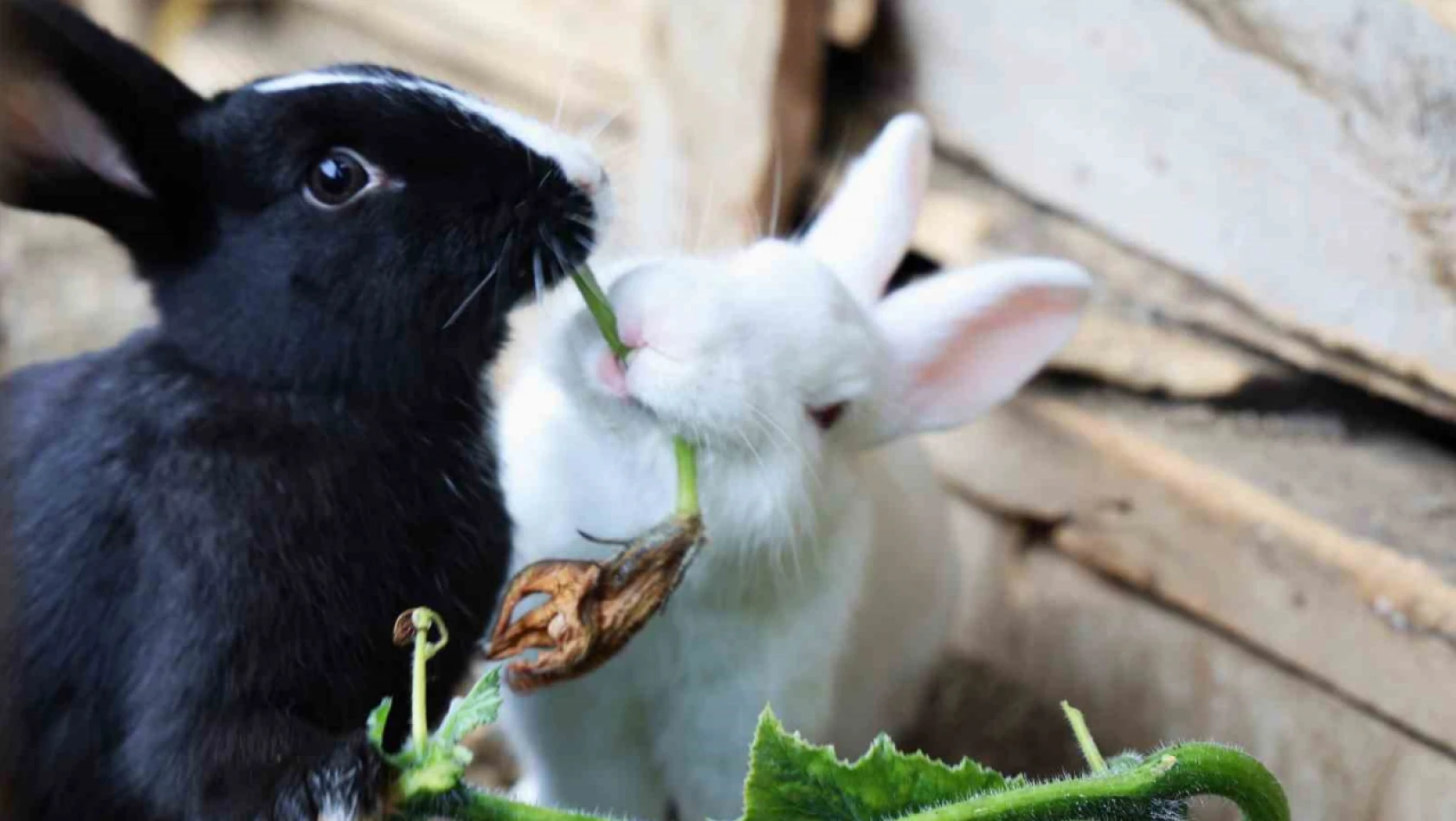 Sevimlilikleriyle Göz Kamaştıran Tavşanların Ot Ziyafeti