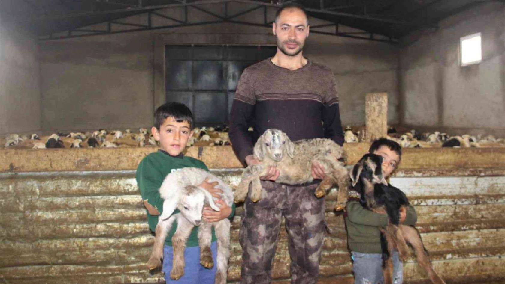 Üçüz yavrulayan keçi aileyi sevince boğdu