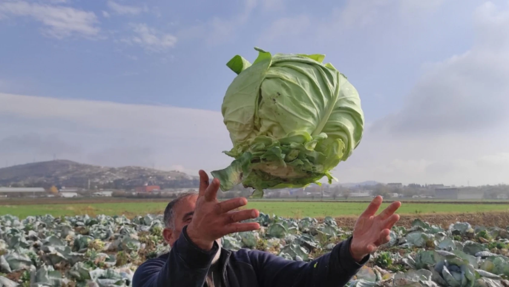 50 kilogramlık lahana üretti, Ukrayna ve Belçika'dan alıcı buluyor