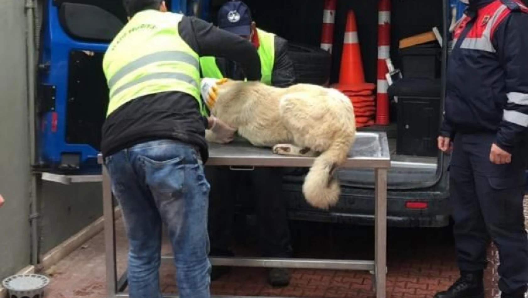 Aracın arkasına bağlanıp eziyet edilen köpek bakıma alındı