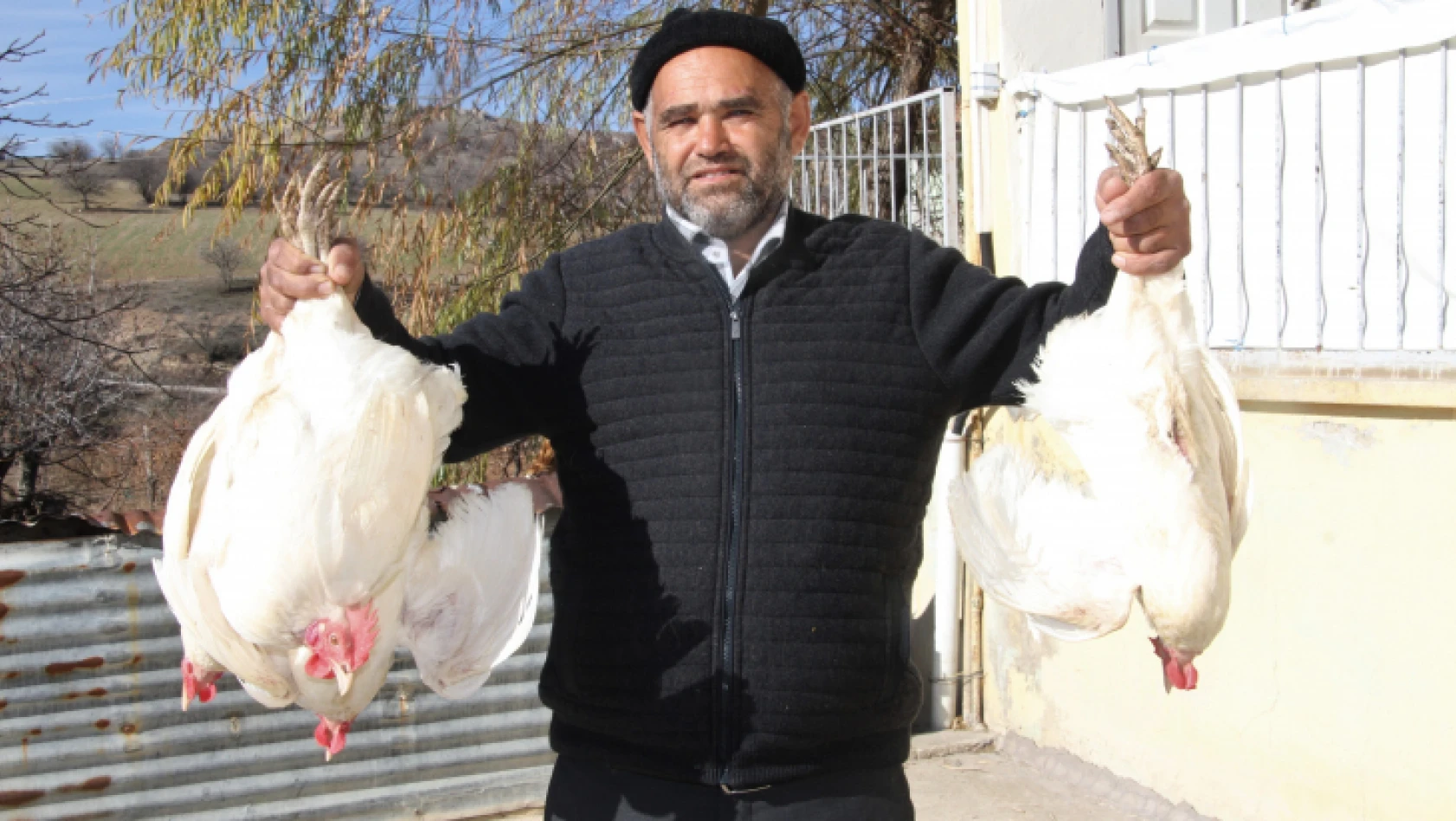 Artan yem fiyatlarına kızdı bin 500 tane tavuğu vatandaşlara ücretsiz dağıtmaya başladı