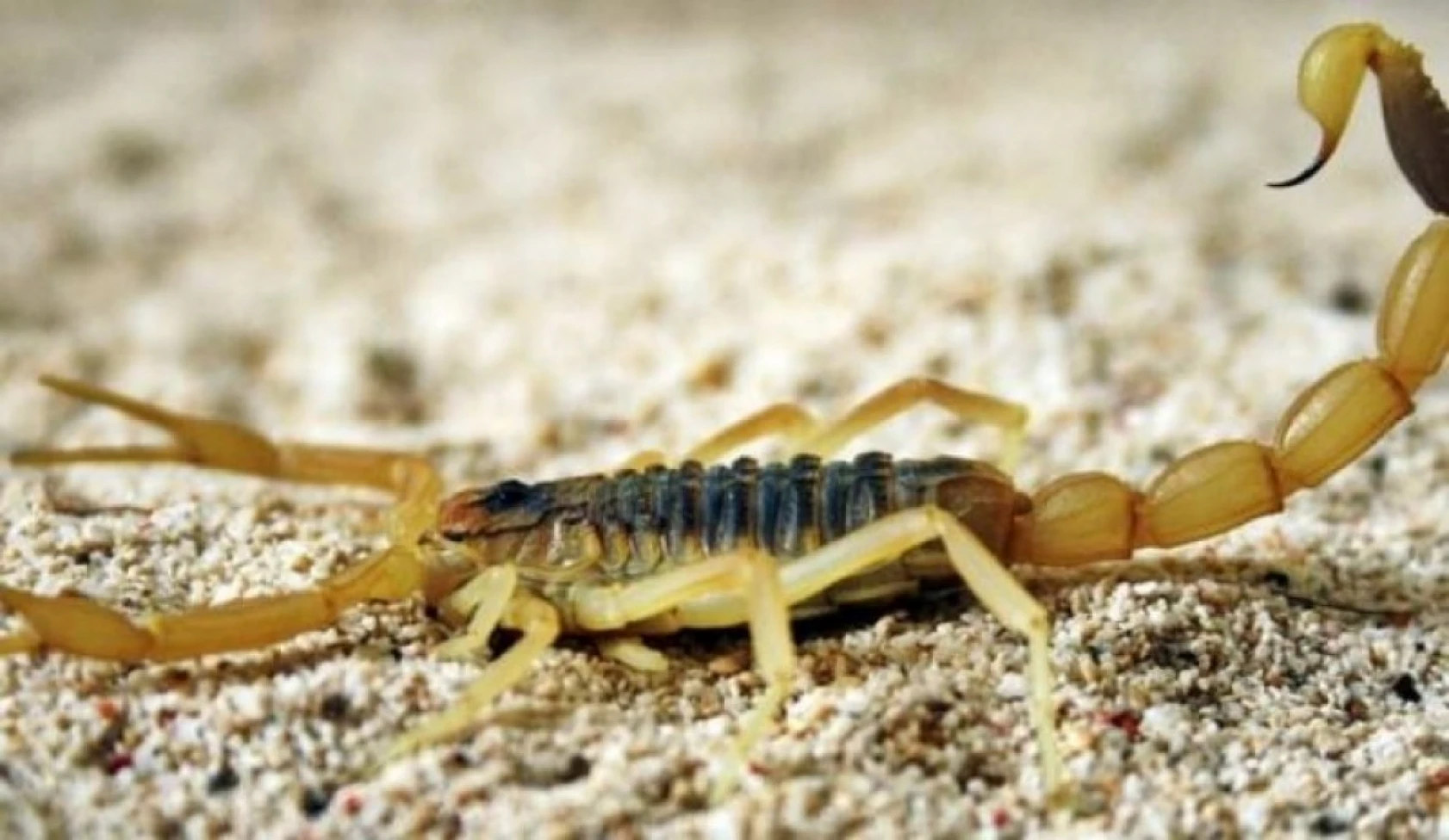 Dünyanın En Tehlikeli Hayvanları