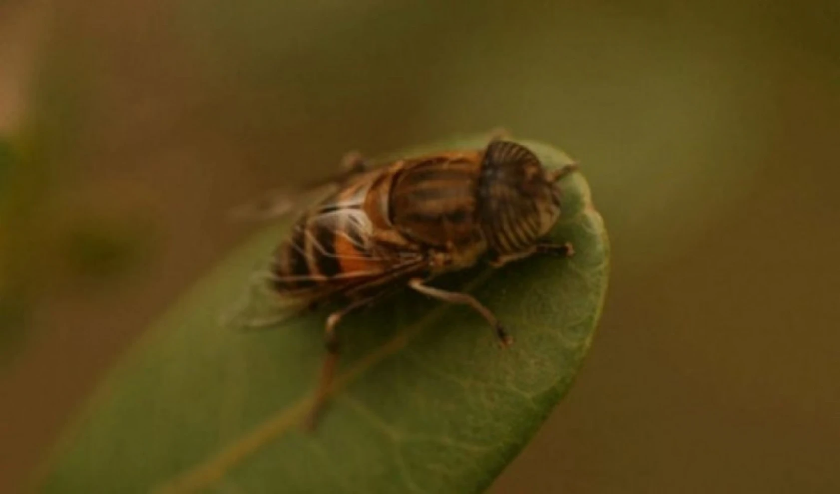 Dünyanın En Tehlikeli Hayvanları