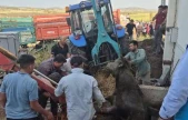 Bağını kopararak foseptik çukuruna düşen boğa kurtarıldı