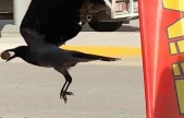 Ceviz çalan karga kameralara yakalandı