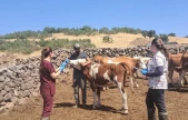Elazığ büyükbaş hayvanlara yönelik  aşılama çalışması