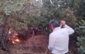 Elazığ'da ağaçlık alanda yangın