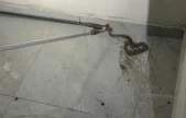 Elazığ'da apartmanda görülen yılan paniğe neden oldu