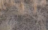 Elazığ'da araziler yaban domuzlarının istilasına uğradı