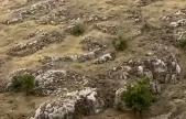 Elazığ'da dağ keçileri sürü halinde görüntülendi