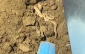 Elazığ'da hava ısındı, yılanlar ortaya çıktı