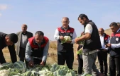 Elazığ'da karnabahar hasadı başladı