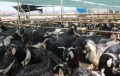 Elazığ'da kurban satış ve kesim alanı belirlendi