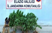 Elazığ'da tapulu arazide kenevir ele geçirildi
