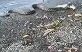 Elazığ'da yılanın balık avı kamerada