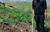 Elazığlı çiftçi, çilek bahçesini talan eden domuzlara sitem etti
