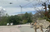 Köpeğin dron ile imtihanı gülümsetti