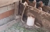 Kümese giren yılan civcivi telef etti
