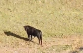 Sahibinin elinden kaçan ineği belediye ekipleri yakaladı