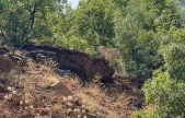 Tunceli'de dağ keçileri görüntülendi