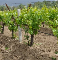 Hoş Köyü Üzüm Üreticileri Hırsızlardan Dertli