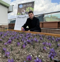 Ülkü Ocakları Genel Merkezi'nin Terasında Safran Hasadı