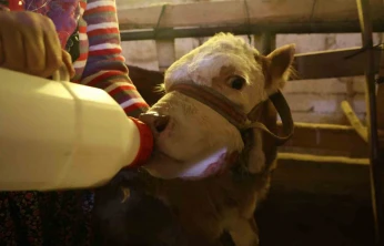 Annesi ölen buzağıyı elleriyle besliyorlar