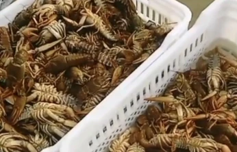 Balıkçıların kerevit kaygısı