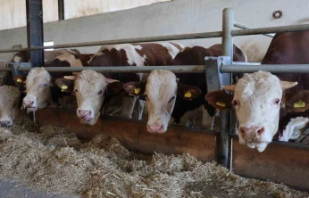 Elazığ Bölge Veterinerler Odası Başkanı Bulut: 'Şap hastası olan hayvanın kesilmesinde bir sakınca yoktur'