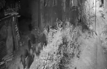 Elazığ'da aç kalan domuz sürüsü bahçeye dadandı