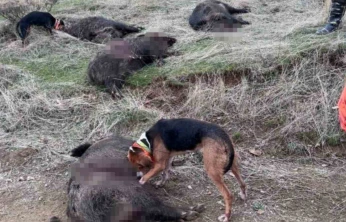 Elazığ'da avcılar sürü halinde domuz avladı