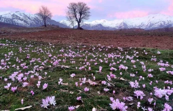 Elazığ'da baharın habercisi çiğdemler erken açtı