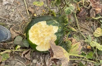 Elazığ'da bahçeler domuzlarının istilasına uğradı