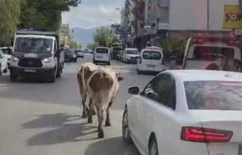Elazığ'da caddeye çıkan inekler sürücülere zor anlar yaşattı