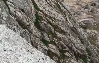 Elazığ'da dağ keçileri sürü halinde görüldü