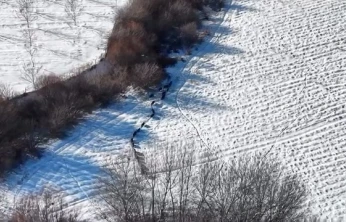 Elazığ'da domuz sürüsü görüldü