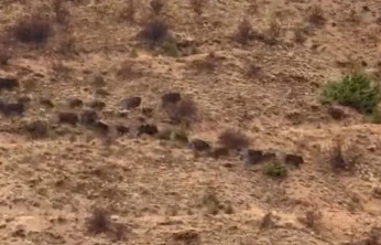 Elazığ'da domuz sürüsü görüntülendi