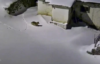 Elazığ'da evin çevresinde yiyecek arayan kurt kamerada