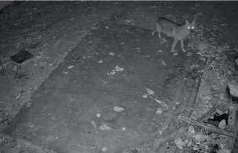 Elazığ'da evin etrafında yiyecek arayan çakal kamerada