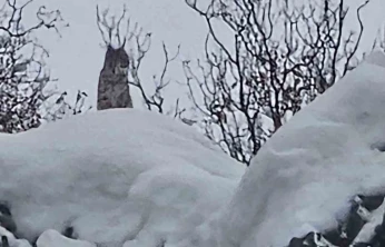 Elazığ'da koruma altındaki vaşak görüntülendi