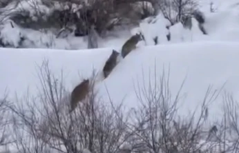 Elazığ'da kurt sürüsü görüldü