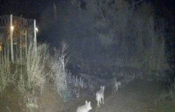 Elazığ'da kurtlar sürü halinde görüldü