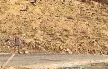 Elazığ'da nesli tükenme tehdidi altında olan dağ keçileri görüldü